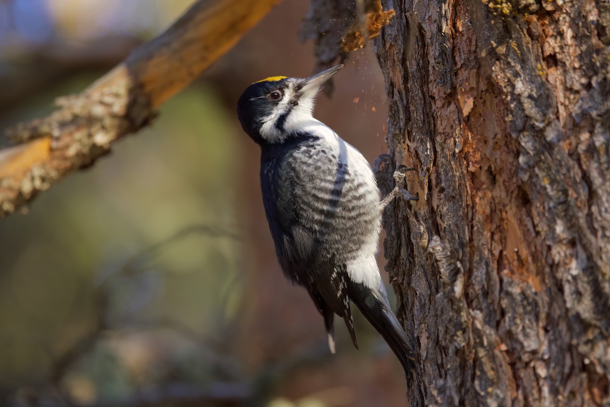 Black-backed Woodpecker - ML632885989