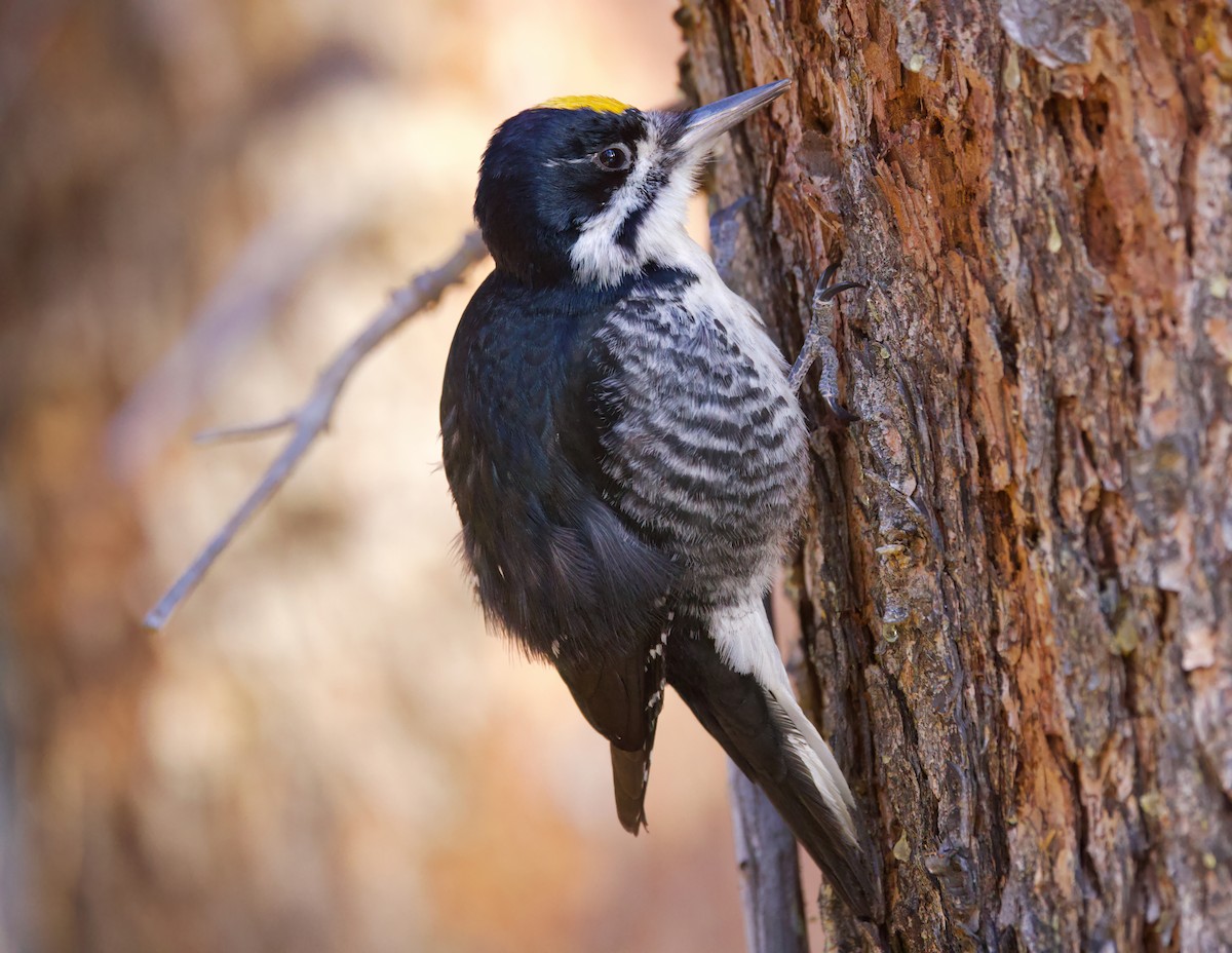 Black-backed Woodpecker - ML632885990