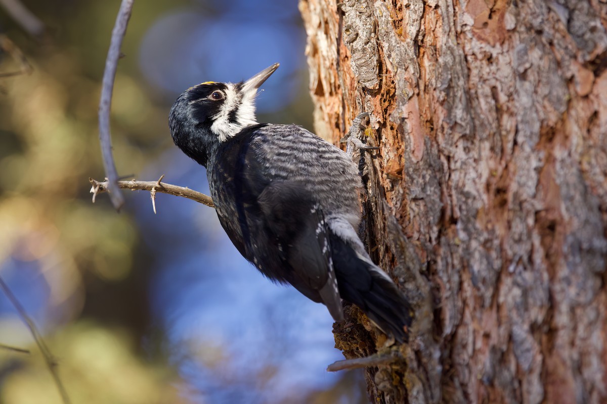 Black-backed Woodpecker - ML632885991