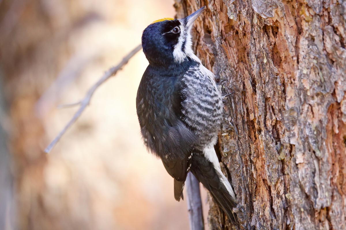 Black-backed Woodpecker - ML632885992