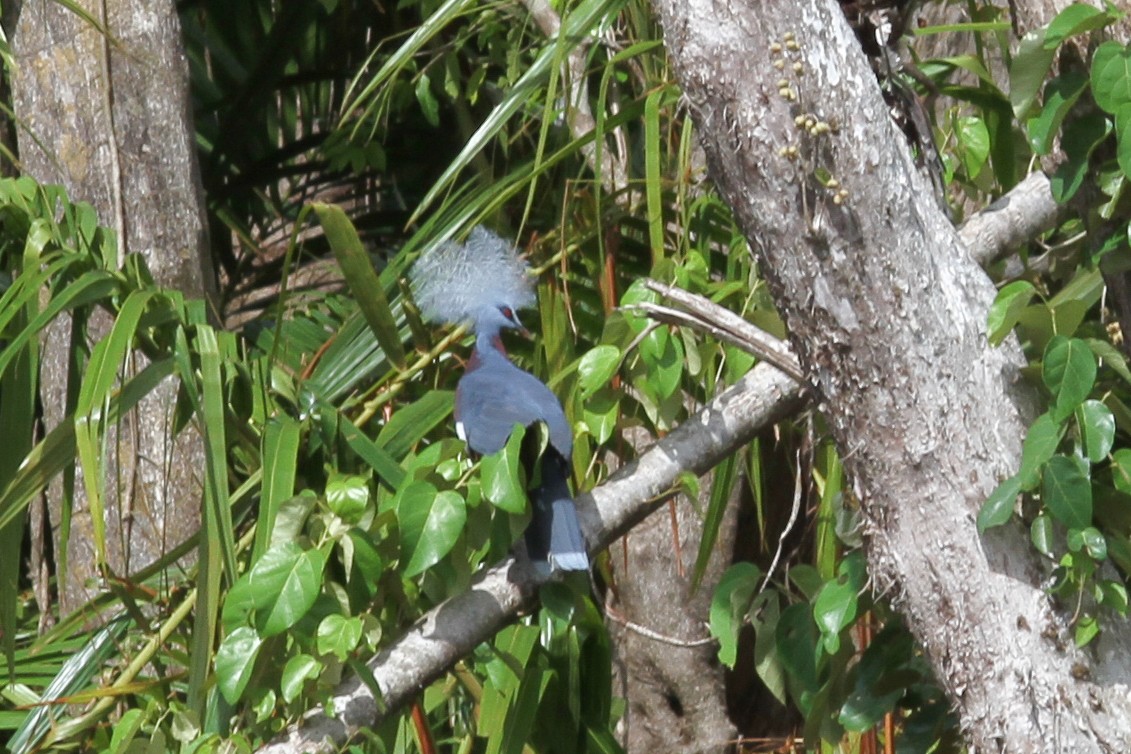 Sclater's Crowned-Pigeon - ML632886134