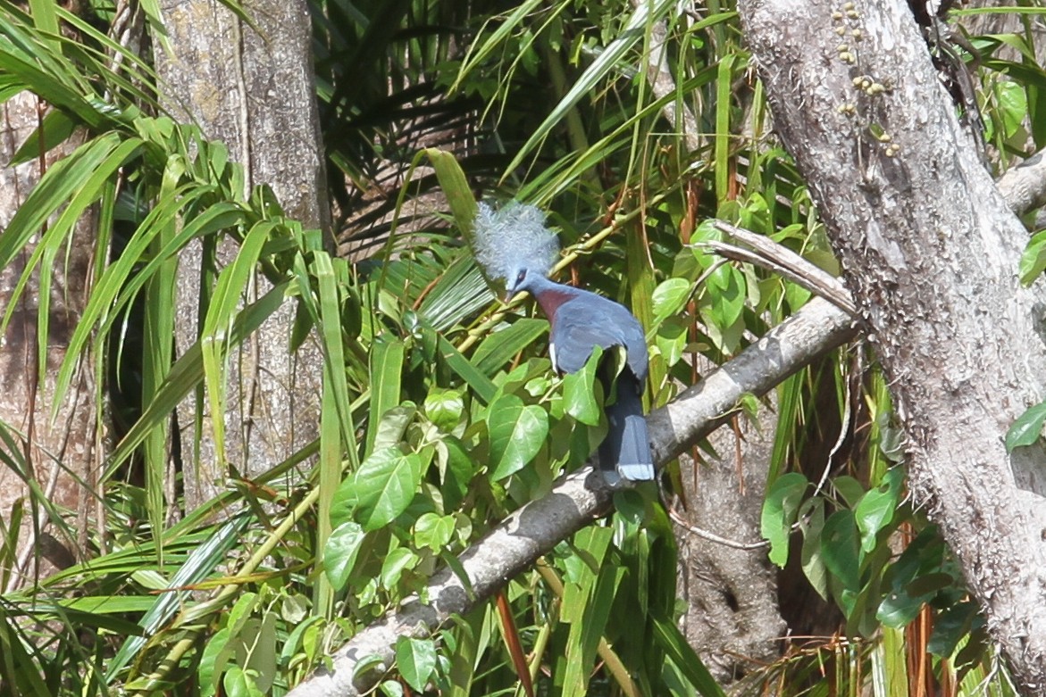 Sclater's Crowned-Pigeon - ML632886135