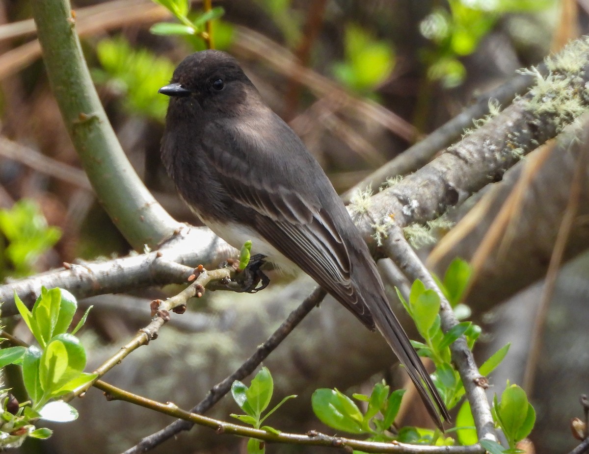 Black Phoebe - ML632886278