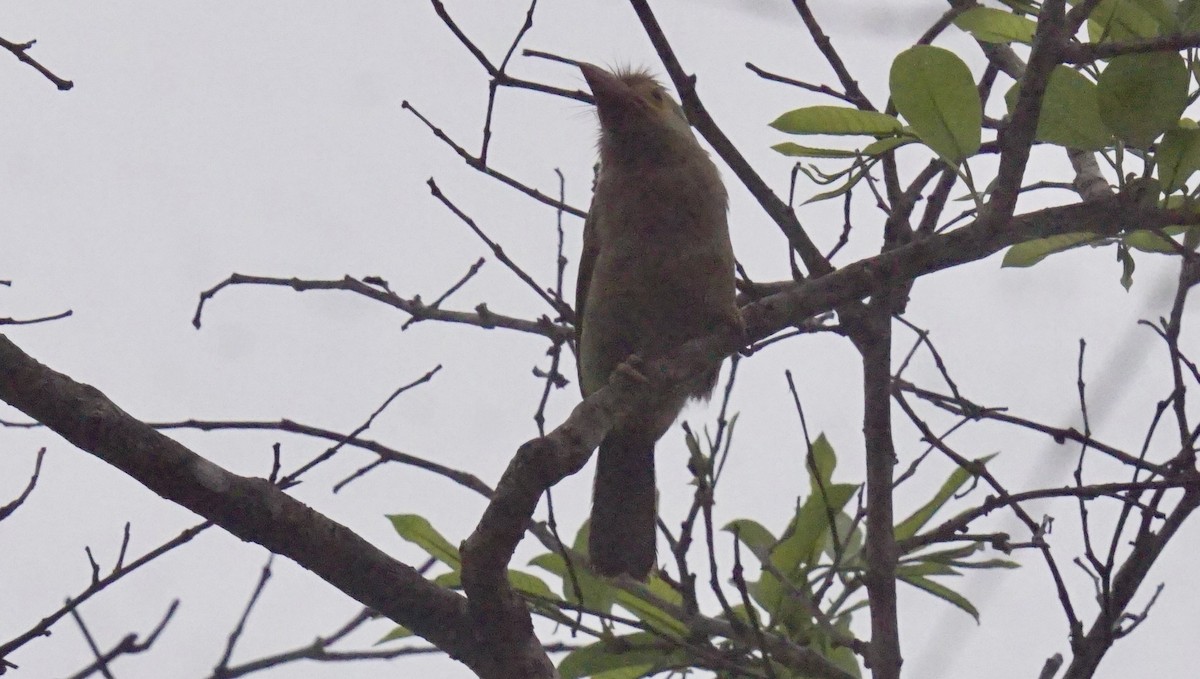 Brown-headed Barbet - ML632886283