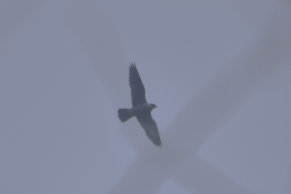 Wanderfalke - ML632886285