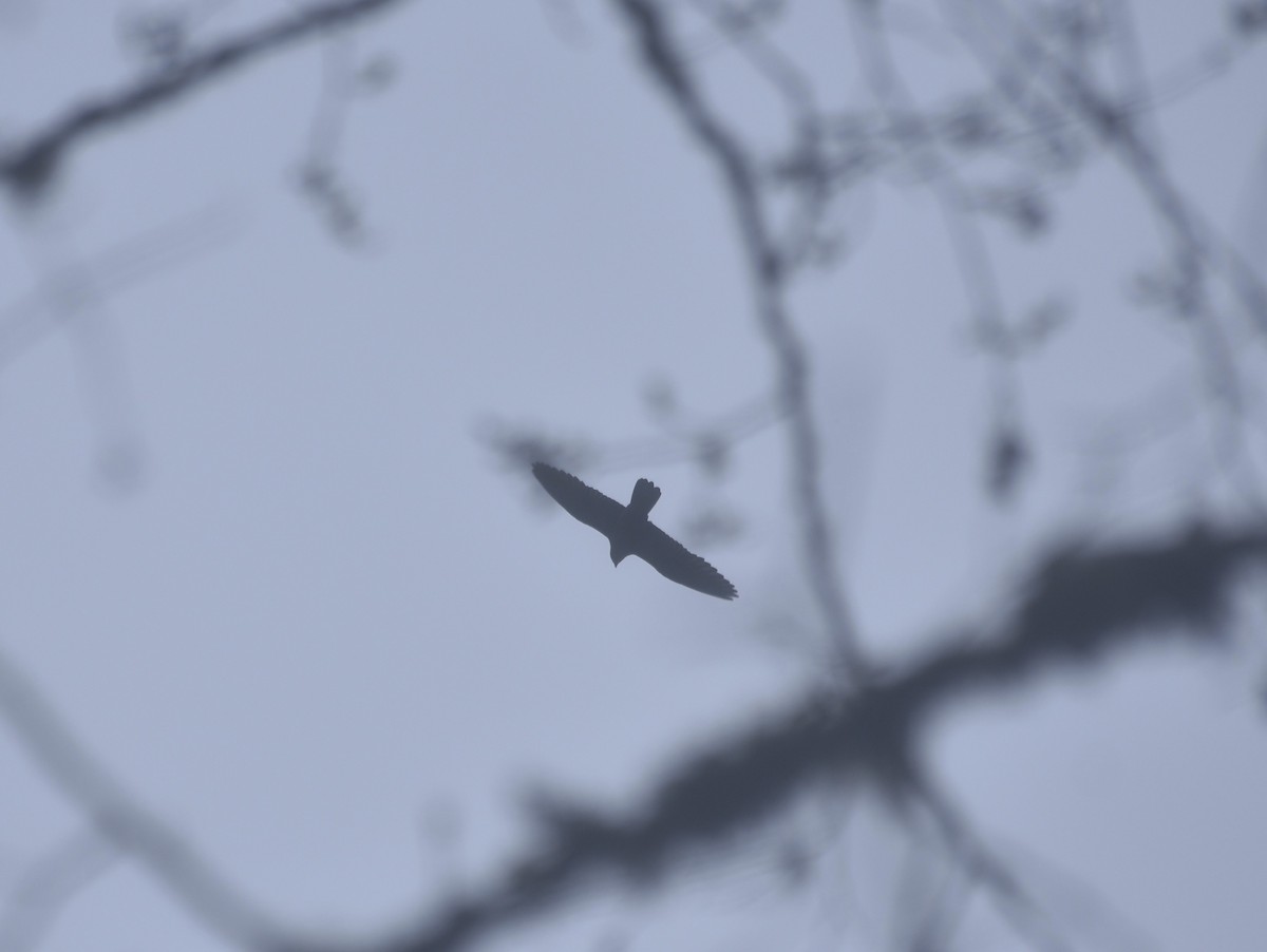 Wanderfalke - ML632886286