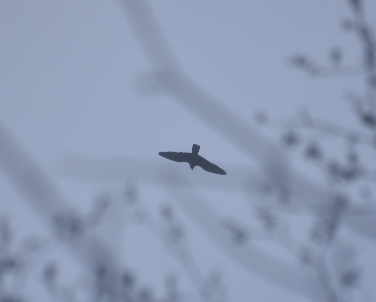 Wanderfalke - ML632886287