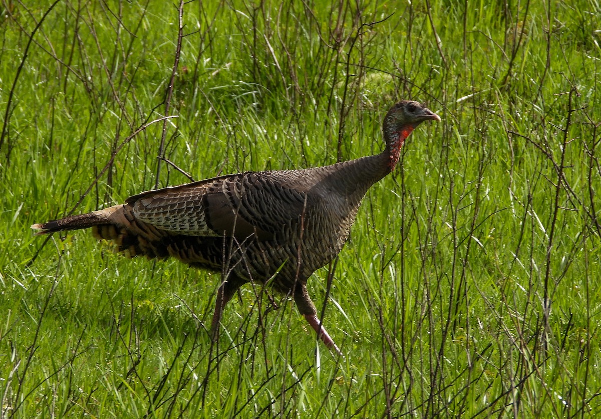Wild Turkey - ML632886312