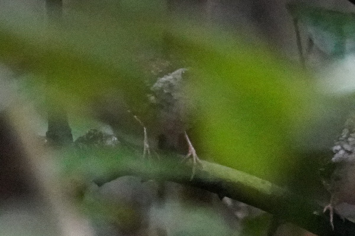 Striped Wren-Babbler - ML632886322
