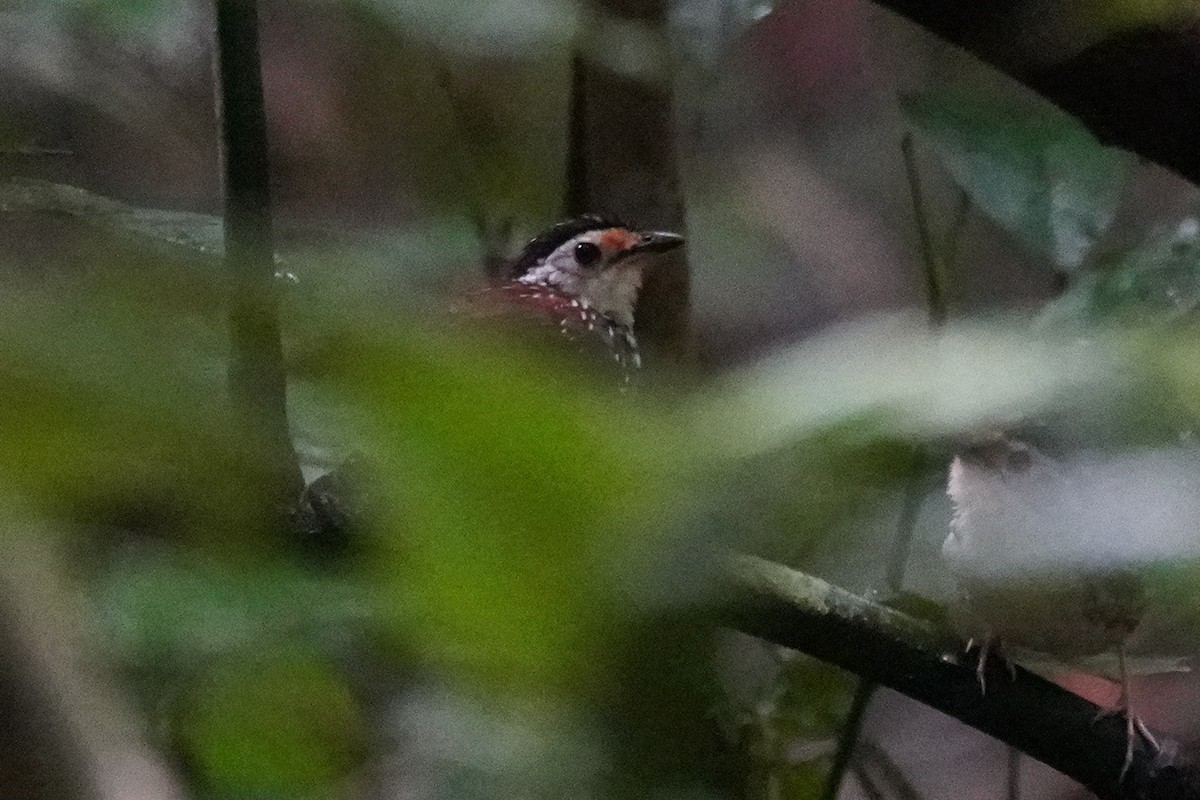 Striped Wren-Babbler - ML632886323