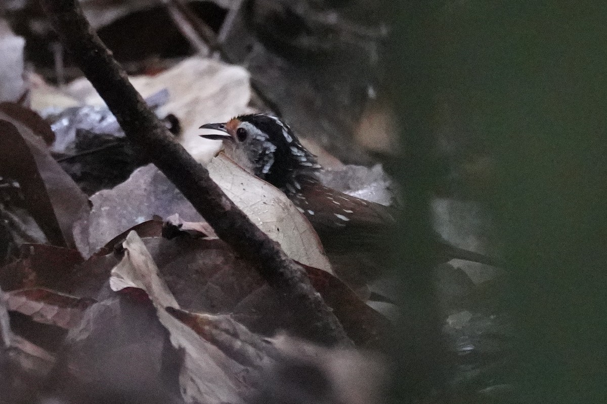 Striped Wren-Babbler - ML632886327