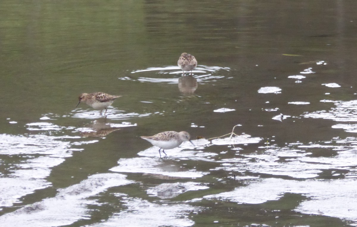 Semipalmated Sandpiper - ML63288641