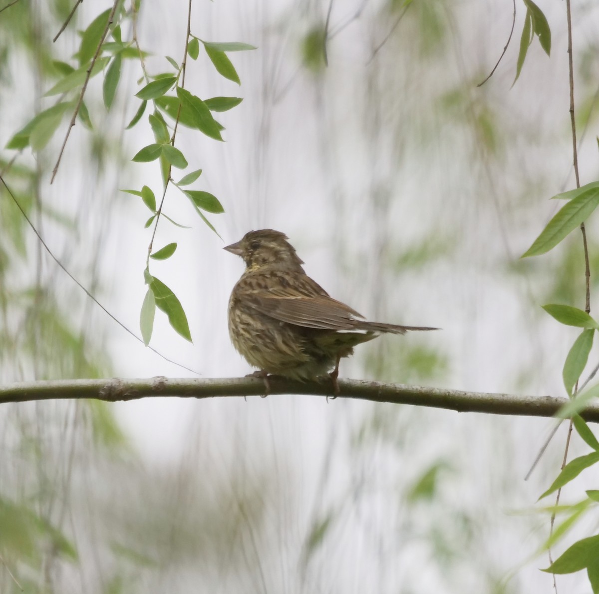 Black-faced/Masked Bunting - ML632886549