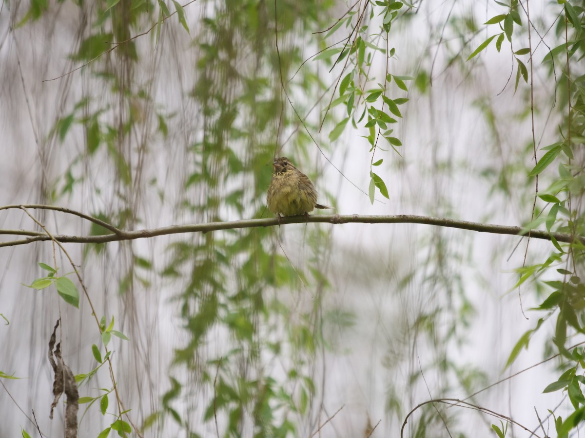 Black-faced/Masked Bunting - ML632886551
