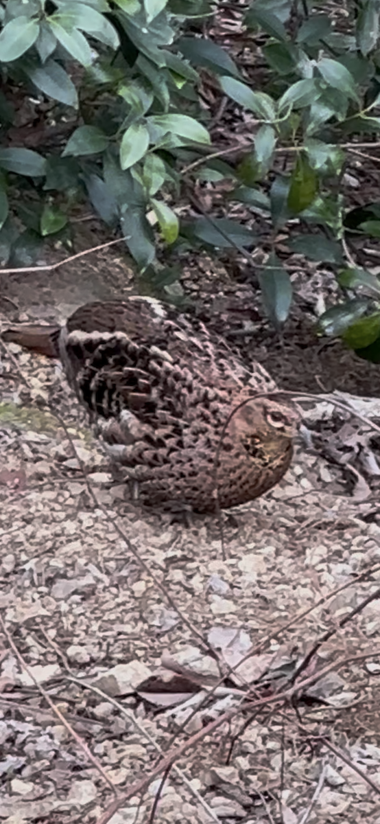 Copper Pheasant - ML632886552