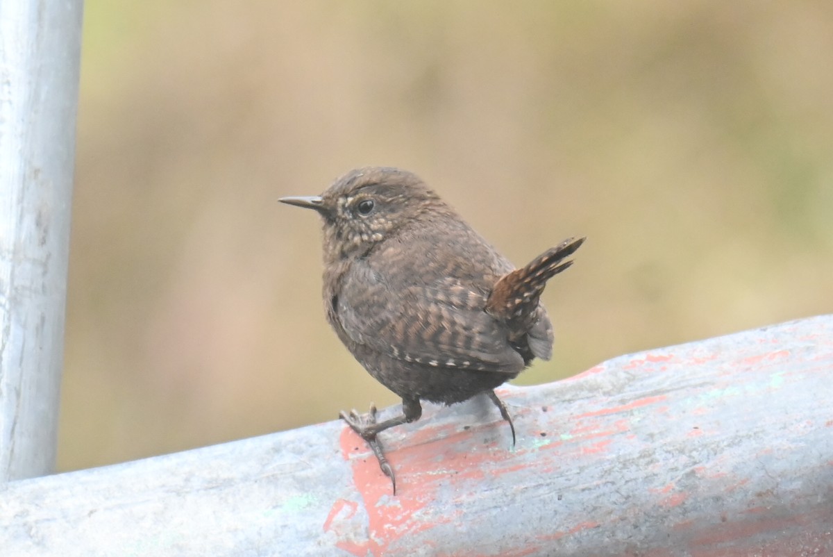 Eurasian Wren - ML632886582