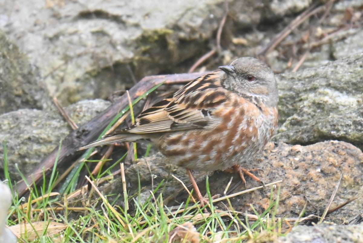 Altai Accentor - ML632886583