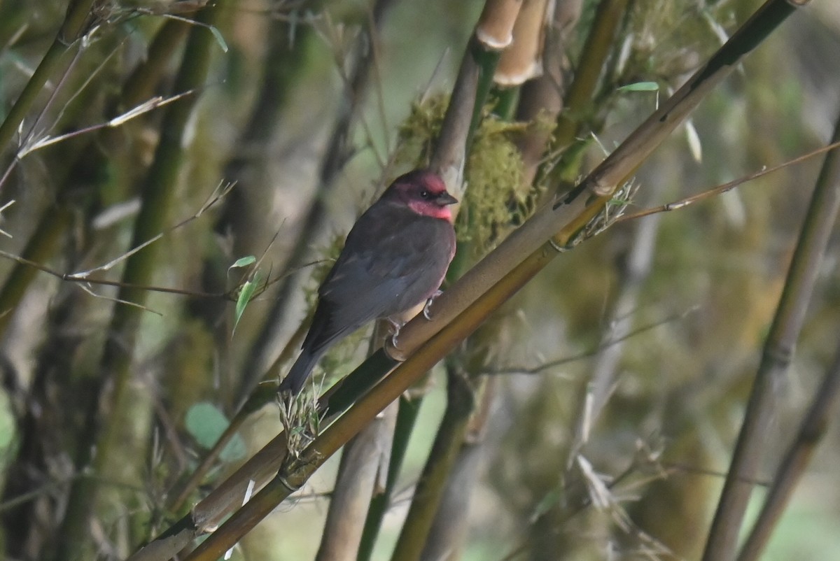 Dark-breasted Rosefinch - ML632886587