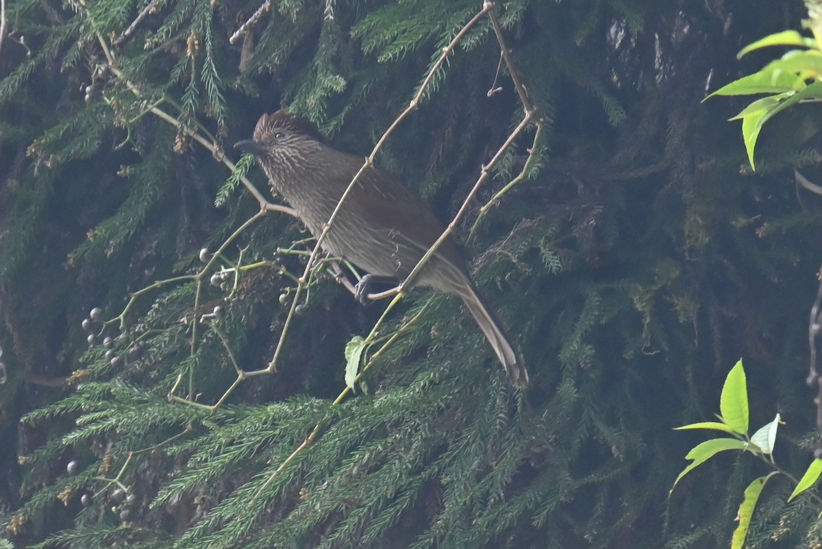 Striated Laughingthrush - ML632886667
