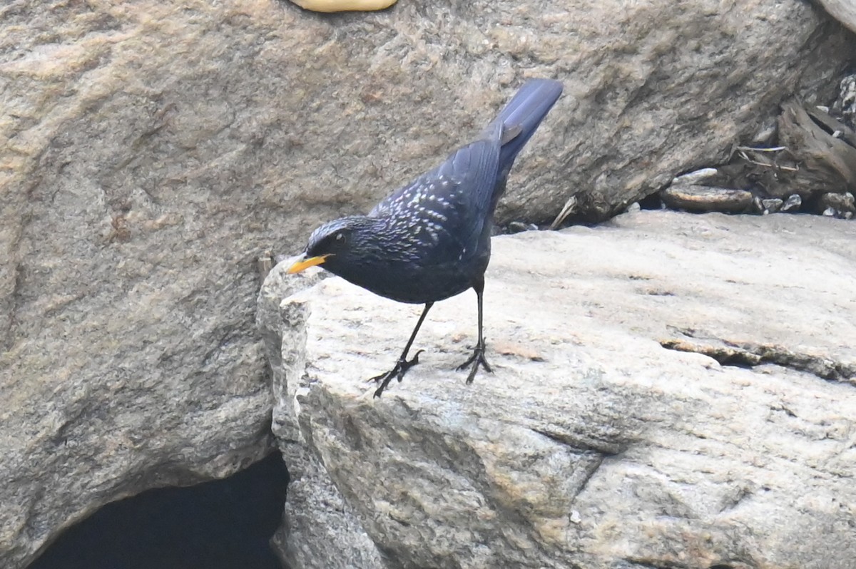 Blue Whistling-Thrush - ML632886668