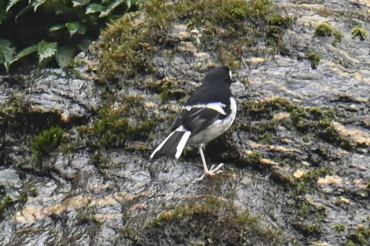 Little Forktail - ML632886675