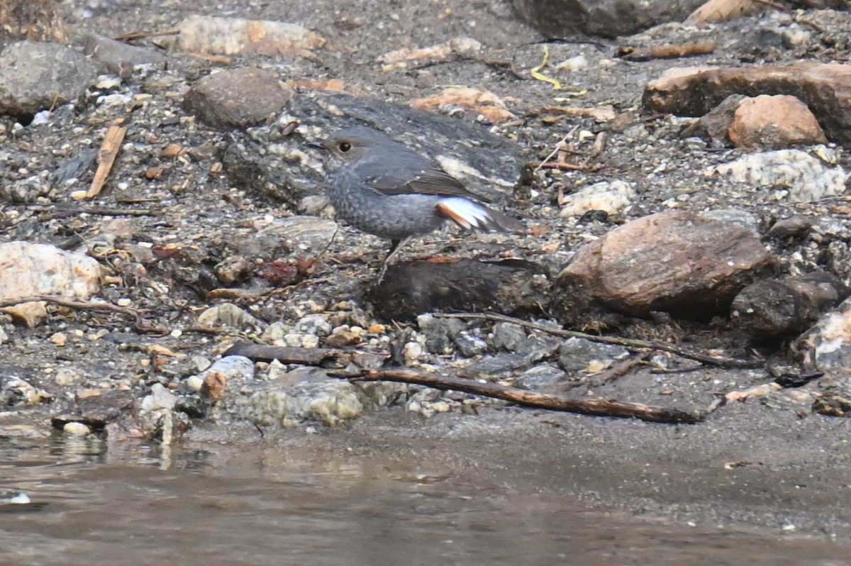 Plumbeous Redstart - ML632886686