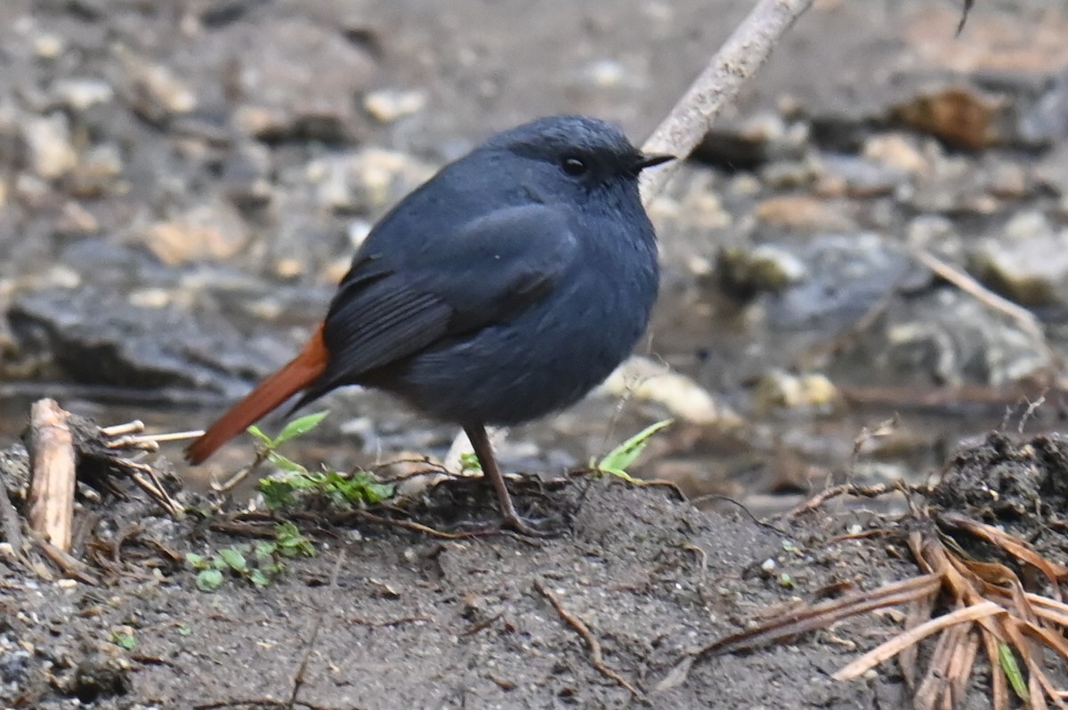 Plumbeous Redstart - ML632886687