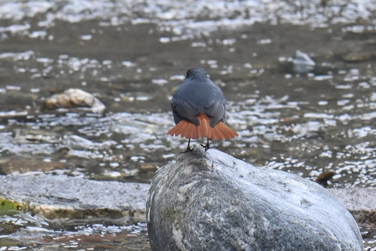 Plumbeous Redstart - ML632886688