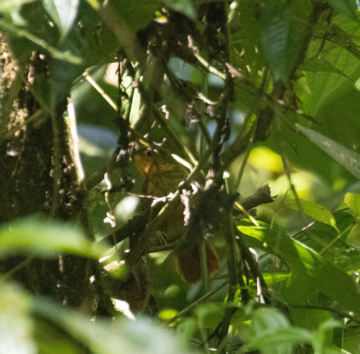 Fawn-throated Foliage-gleaner (Mexican) - ML632886691