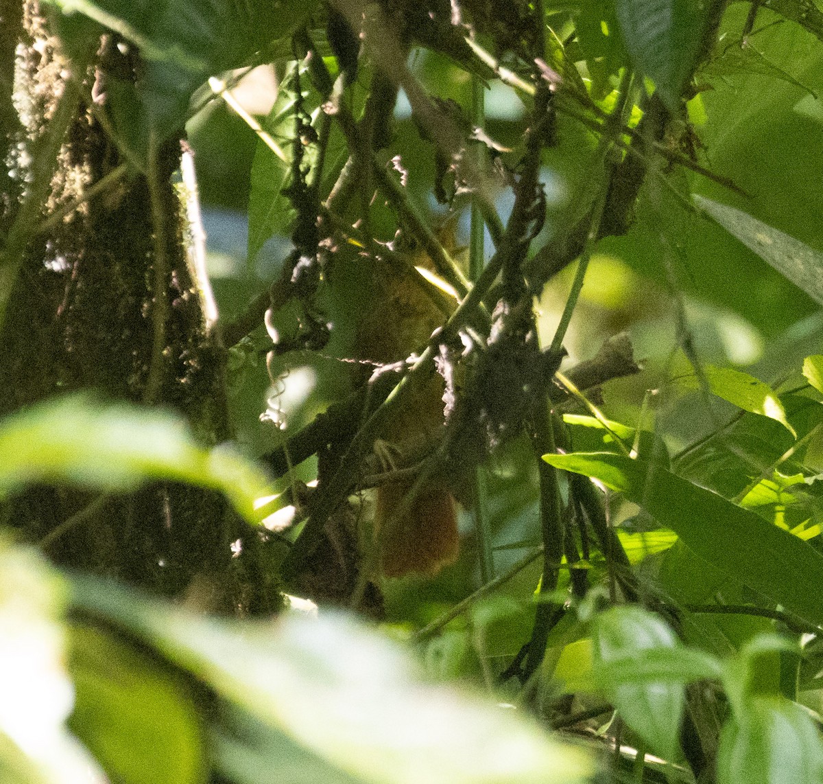 Fawn-throated Foliage-gleaner (Mexican) - ML632886692