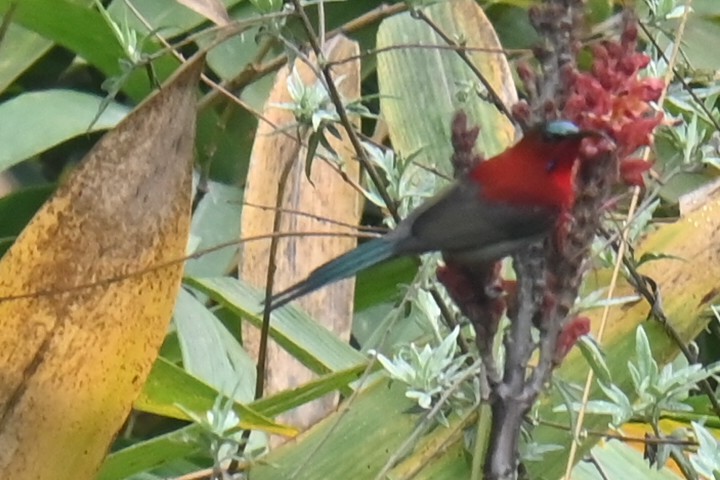 Crimson Sunbird - ML632886763