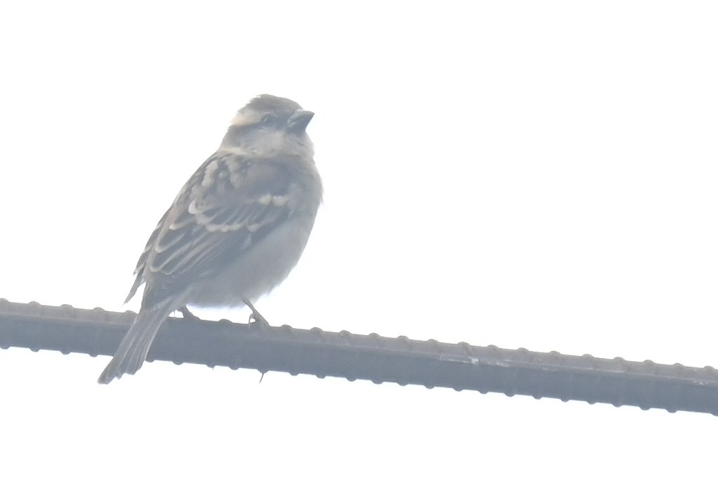 Russet Sparrow - ML632886774