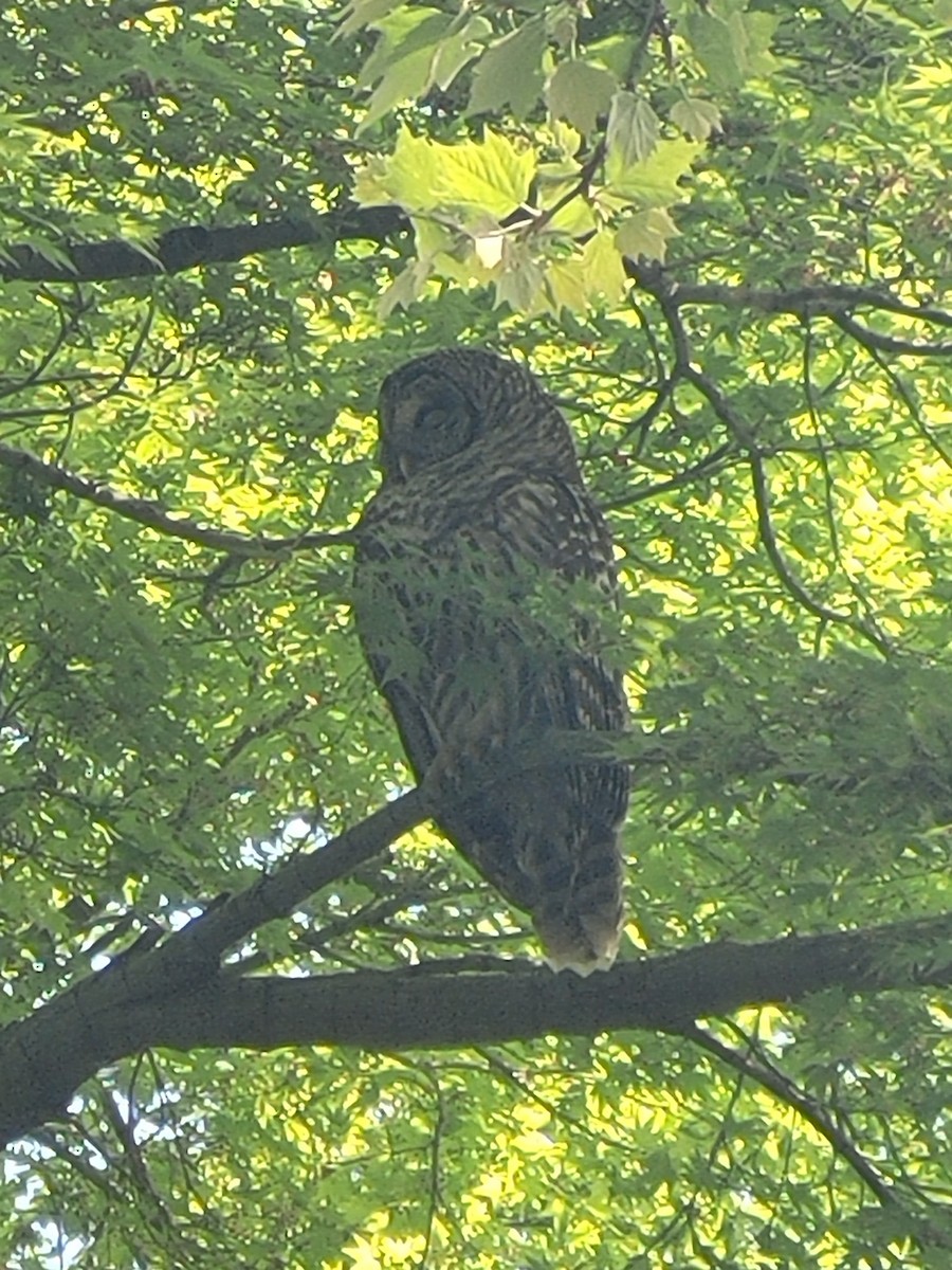 Barred Owl - ML632886904