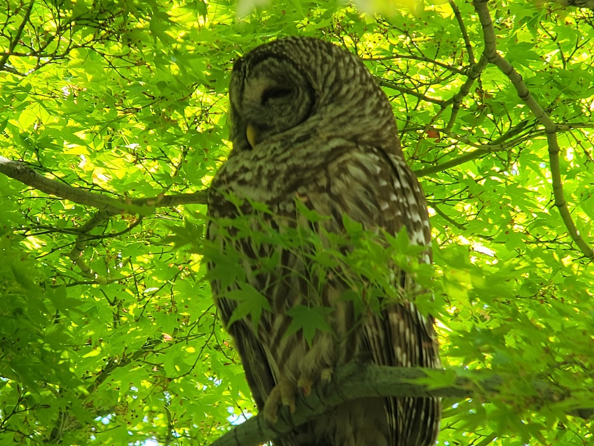 Barred Owl - ML632886905