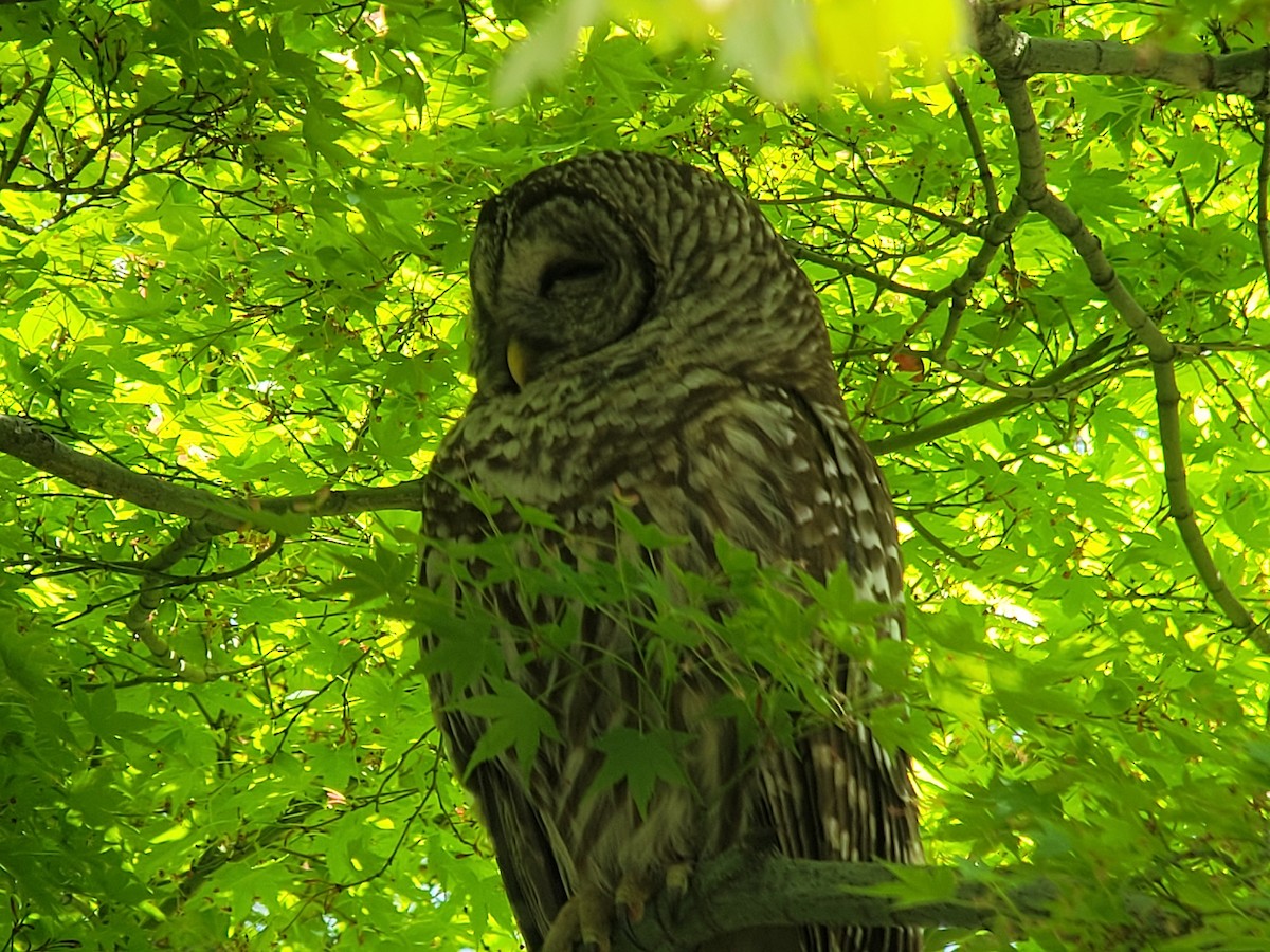 Barred Owl - ML632886906