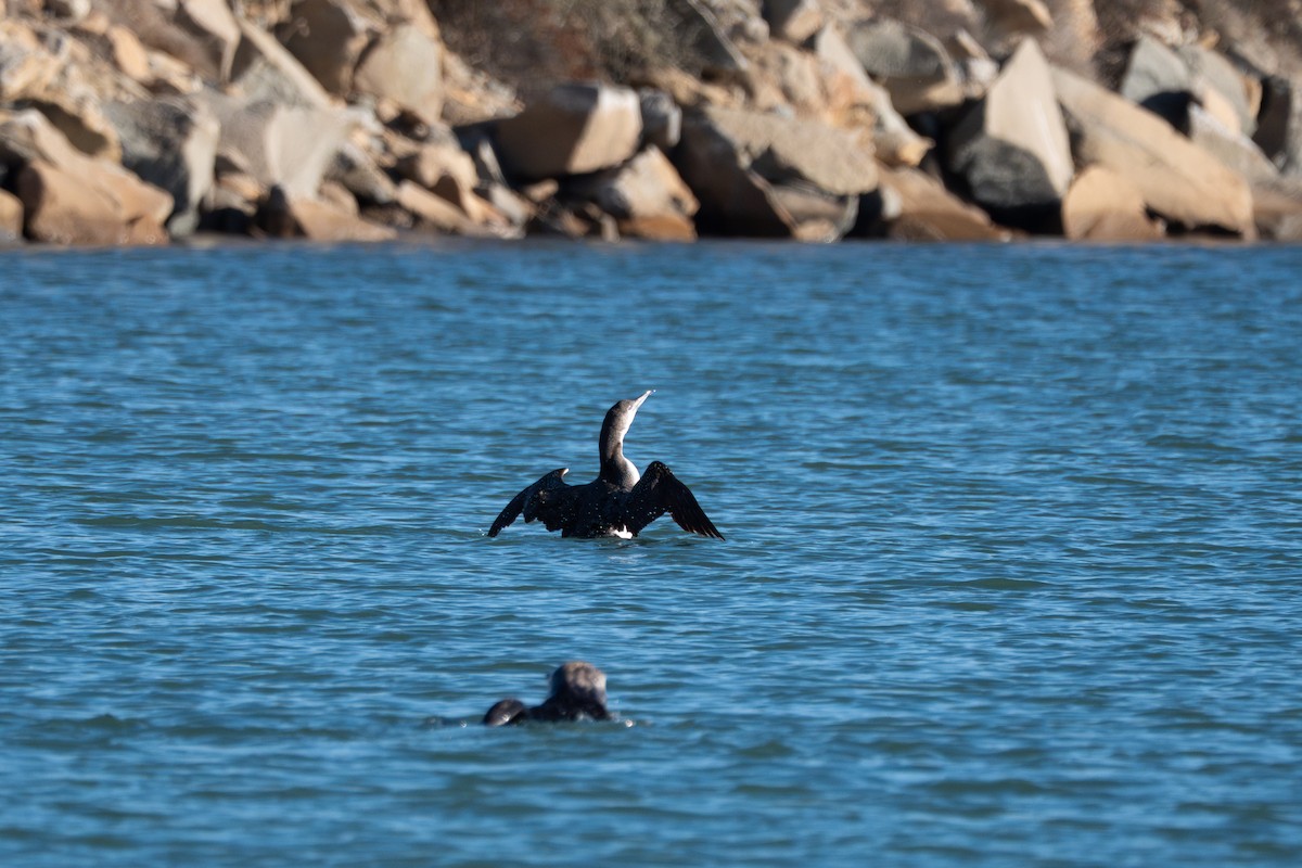 Plongeon huard - ML632886953