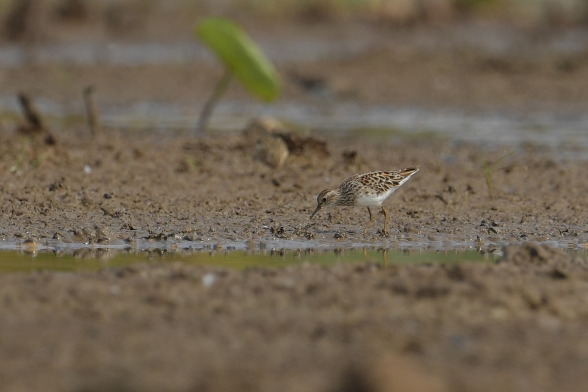 Asian Dowitcher - ML632887024