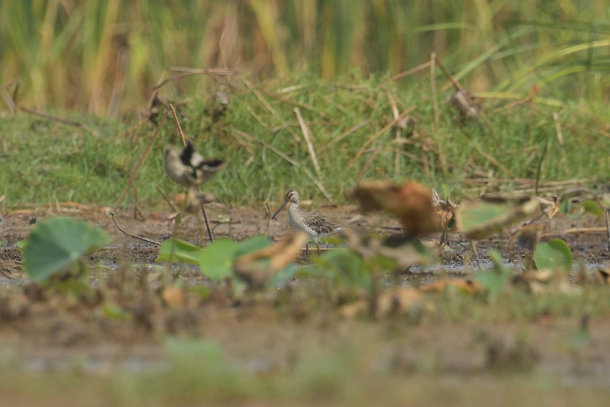 Asian Dowitcher - ML632887025