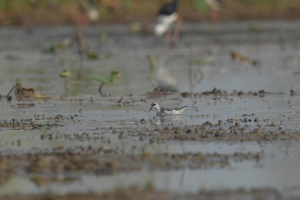 Red-necked Phalarope - ML632887030
