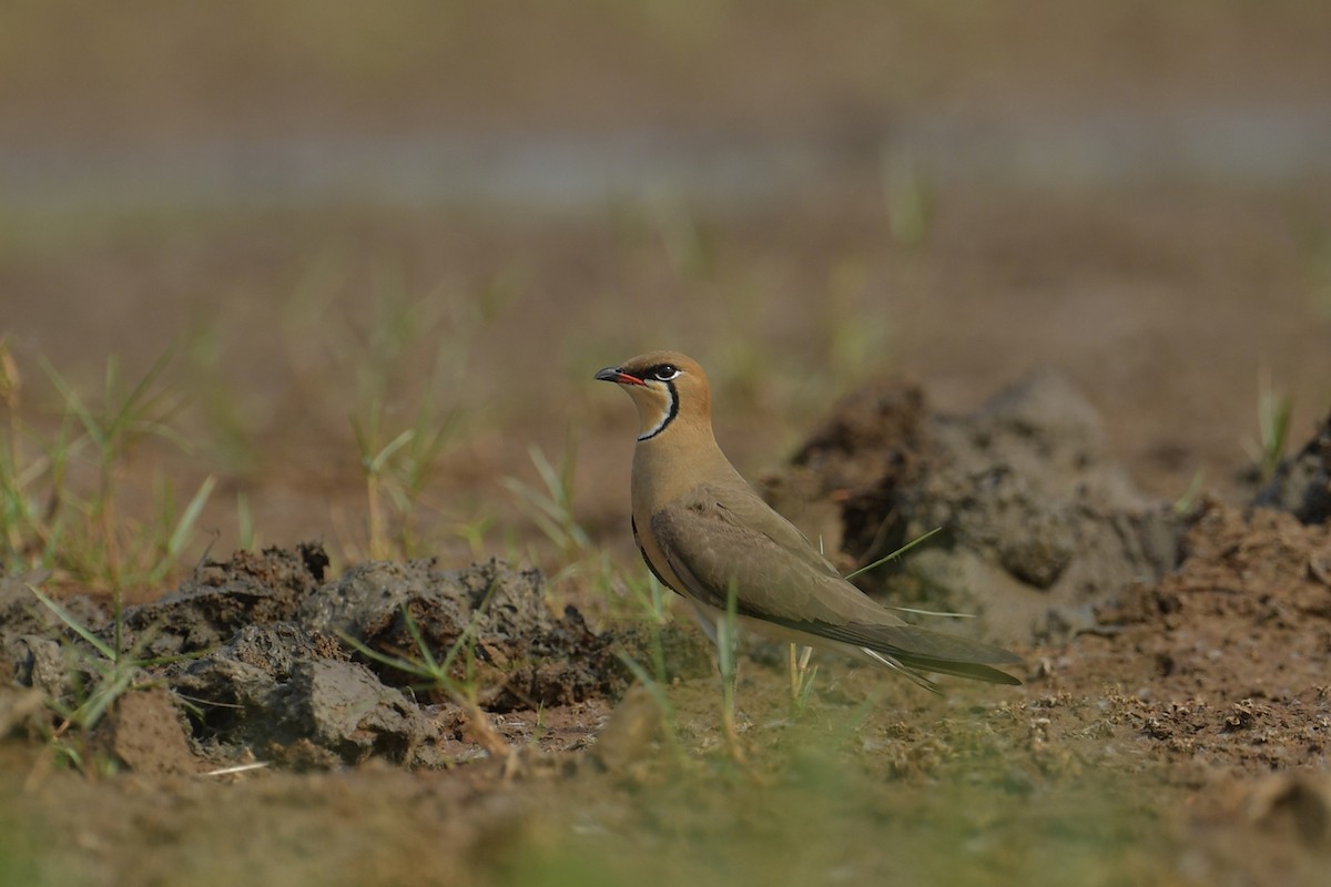 Oriental Pratincole - ML632887038