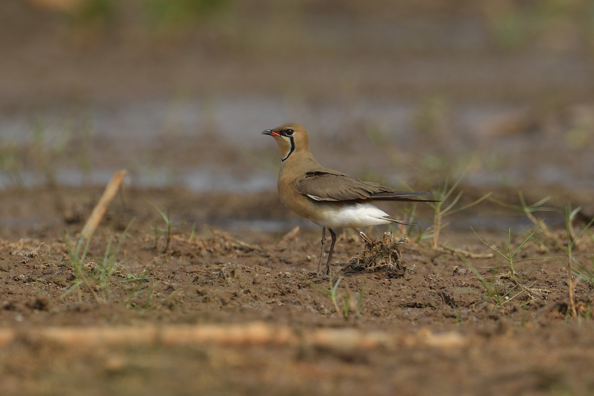 Oriental Pratincole - ML632887039