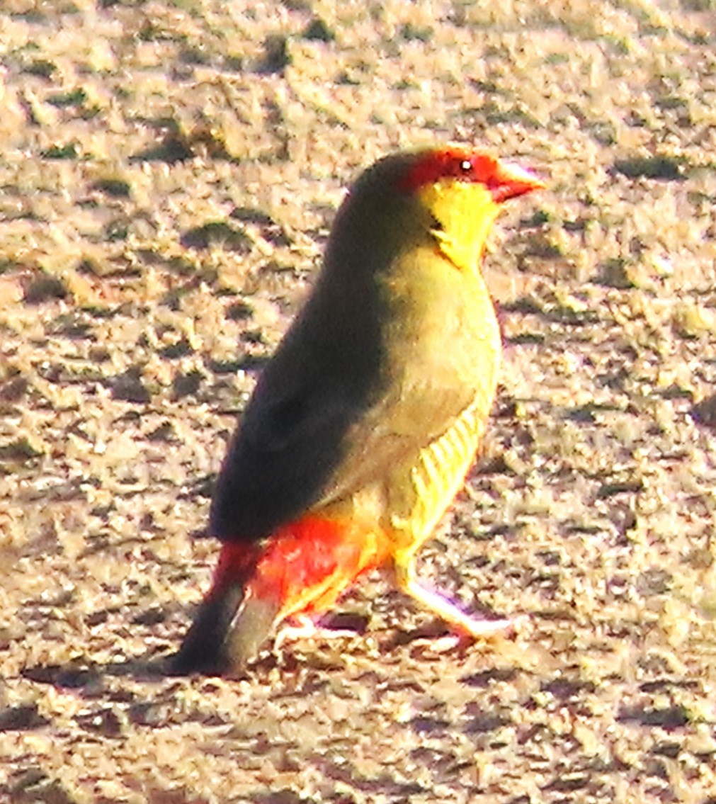 Zebra Waxbill - ML632887277