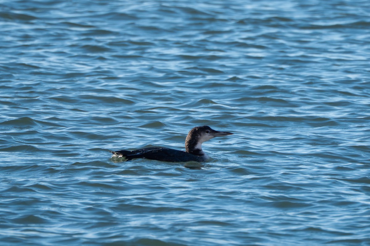 Plongeon huard - ML632887392