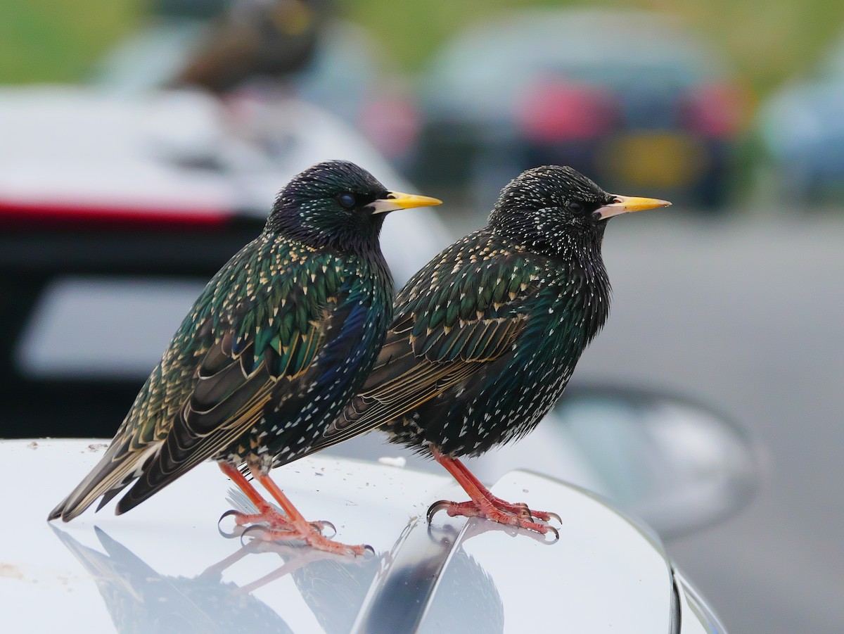 European Starling - ML632887417