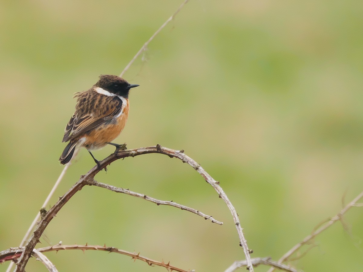 European Stonechat - ML632887435