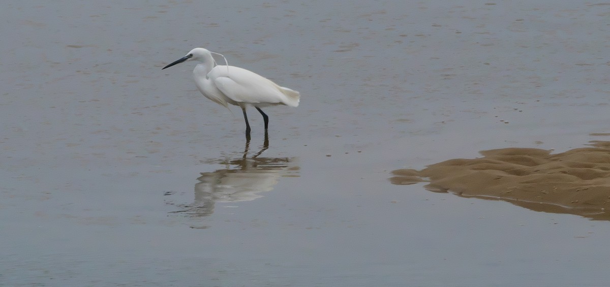 Little Egret - ML632887440