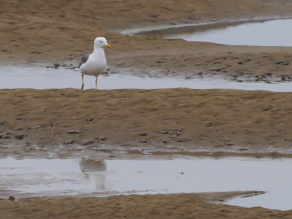 Lesser Black-backed Gull - ML632887441