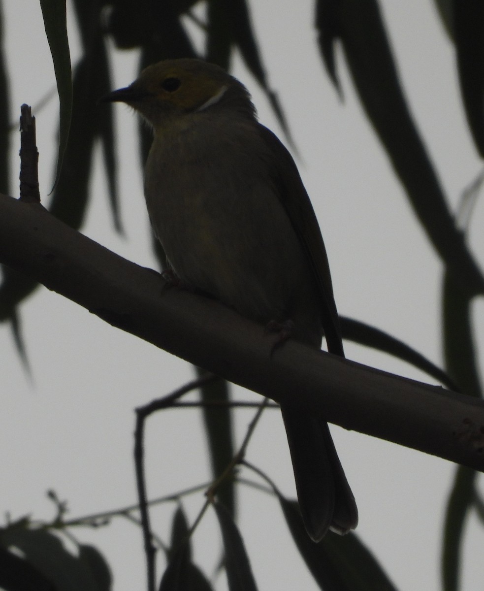 White-plumed Honeyeater - ML632887609