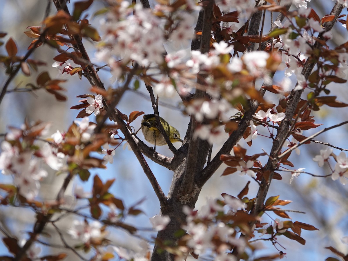 Swinhoe's White-eye - ML632887674