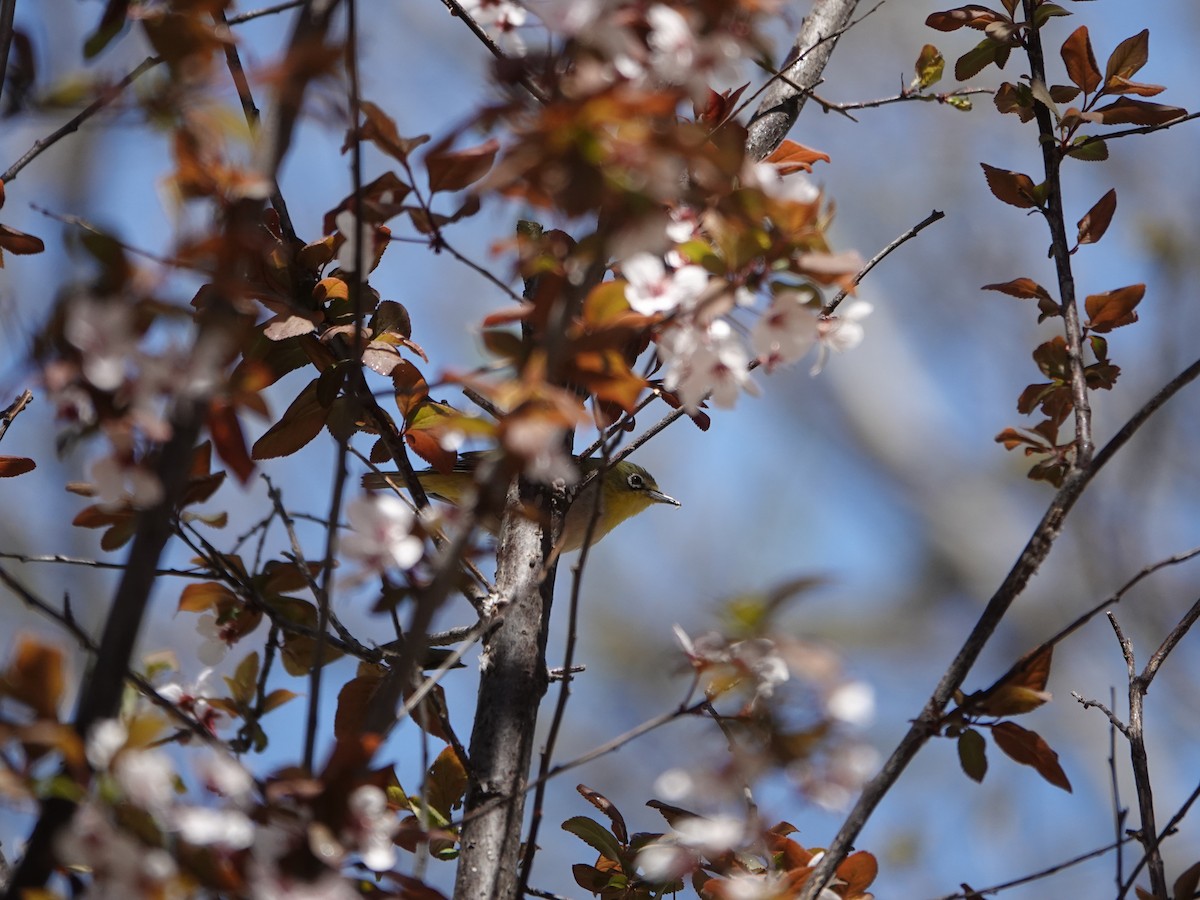 Swinhoe's White-eye - ML632887675